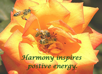 creating harmony